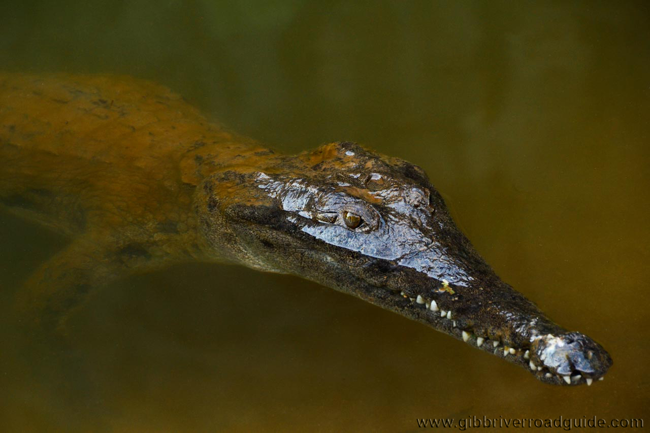 Windjana Gorge freshwater crocodile